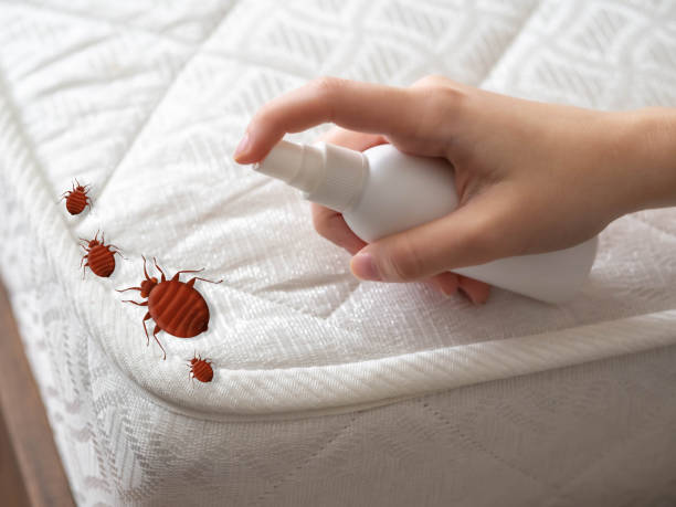 Professional Pest Control in Los Gatos, CA