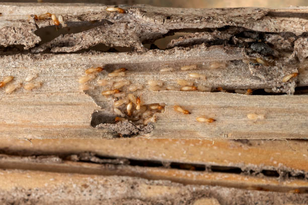 Best Termite Control Services  in Los Gatos, CA