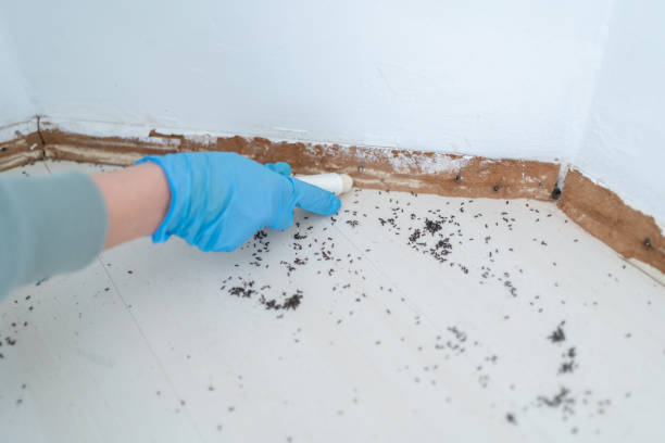 Best Local Pest Control Services  in Los Gatos, CA